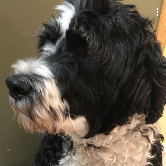 Meet your Posher, Cecilia - Picture 1 of 1